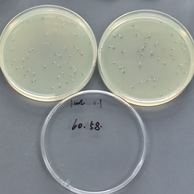 Quantitative strain of Escherichia coli-BNCC