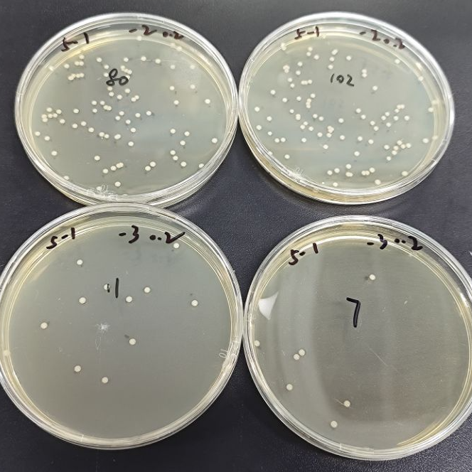 Quantitative strain of Staphylococcus aureus-BNCC