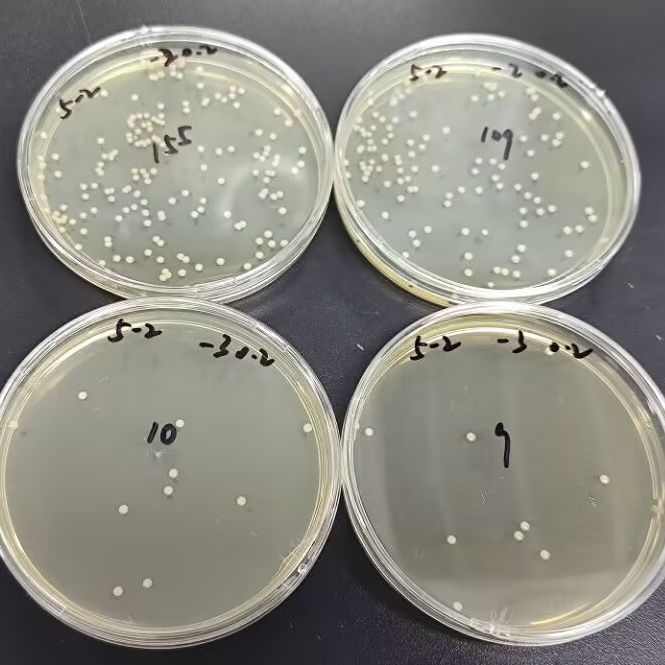 Quantitative strain of Staphylococcus aureus-BNCC