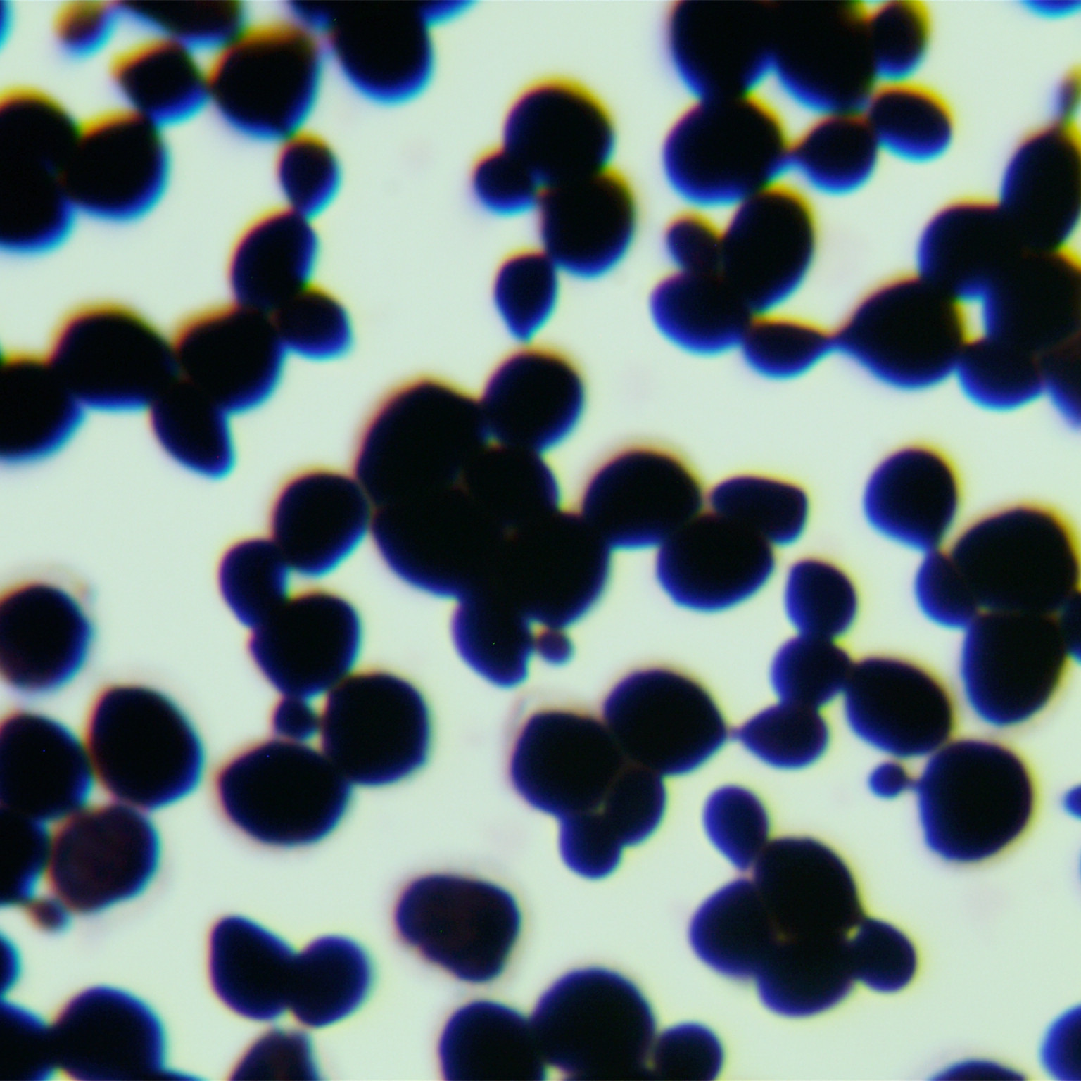 AH109 yeast-BNCC
