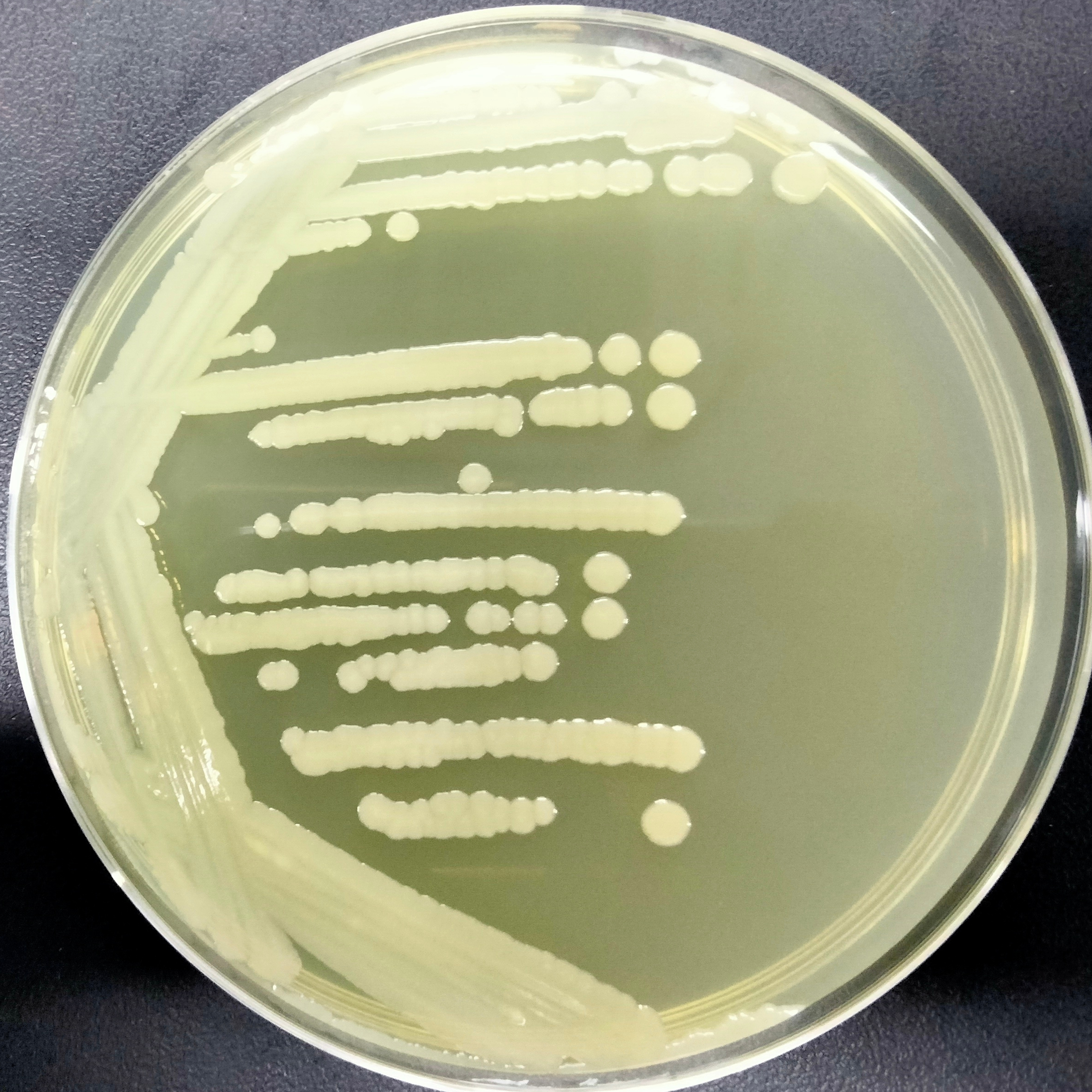 B834 (DE3) Escherichia coli-BNCC