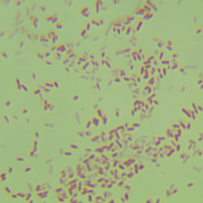 B834 (DE3) Escherichia coli-BNCC