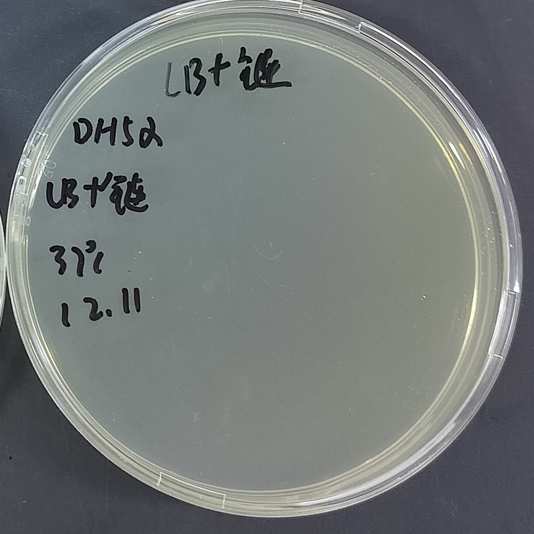 Escherichia coli BJ5183-AD-1-BNCC