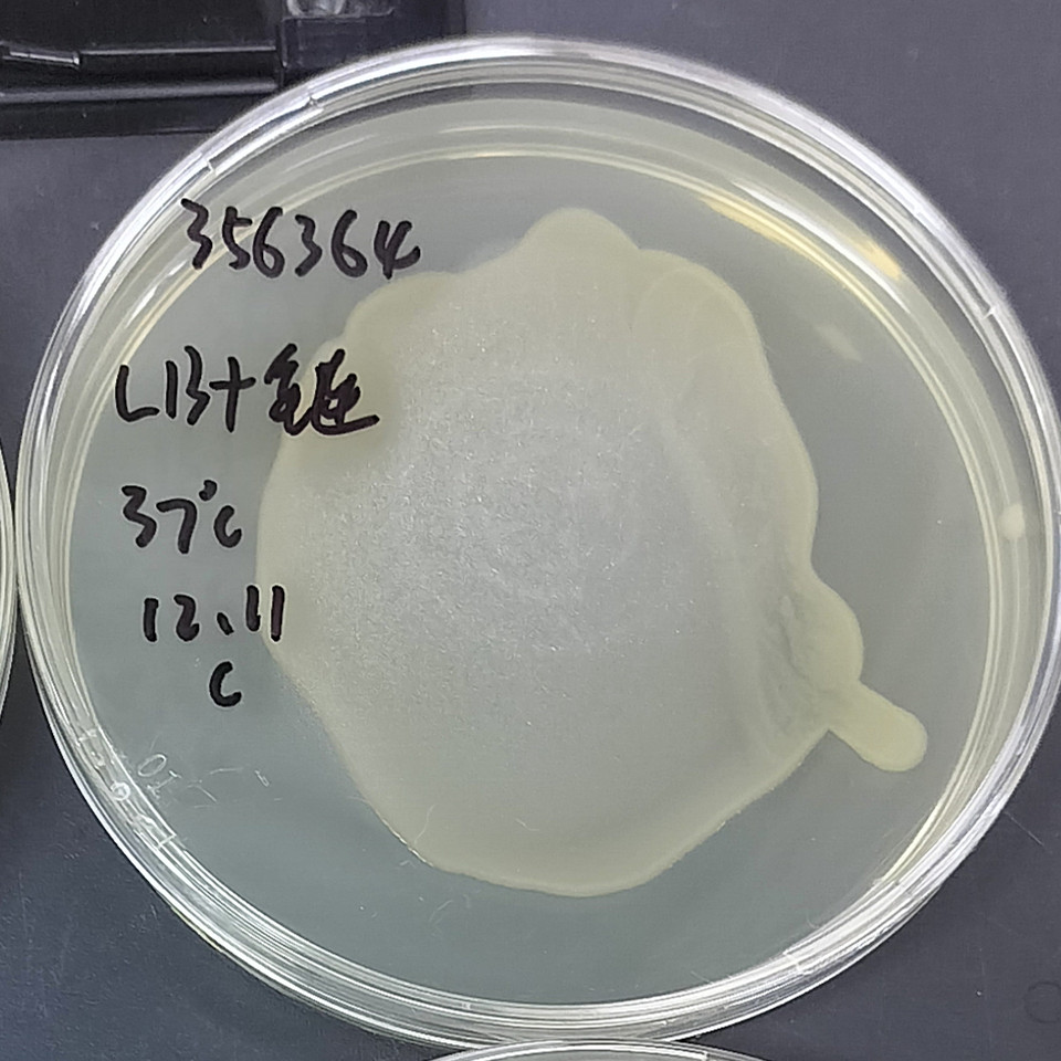Escherichia coli BJ5183-AD-1-BNCC