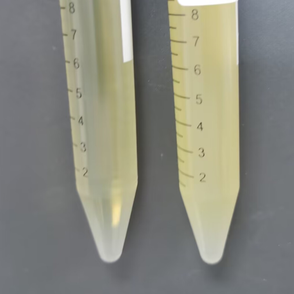 BL21 (AI) Escherichia coli-BNCC