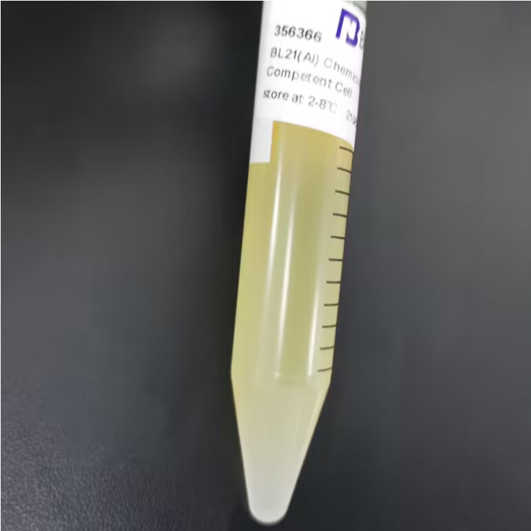 BL21 (AI) Escherichia coli-BNCC