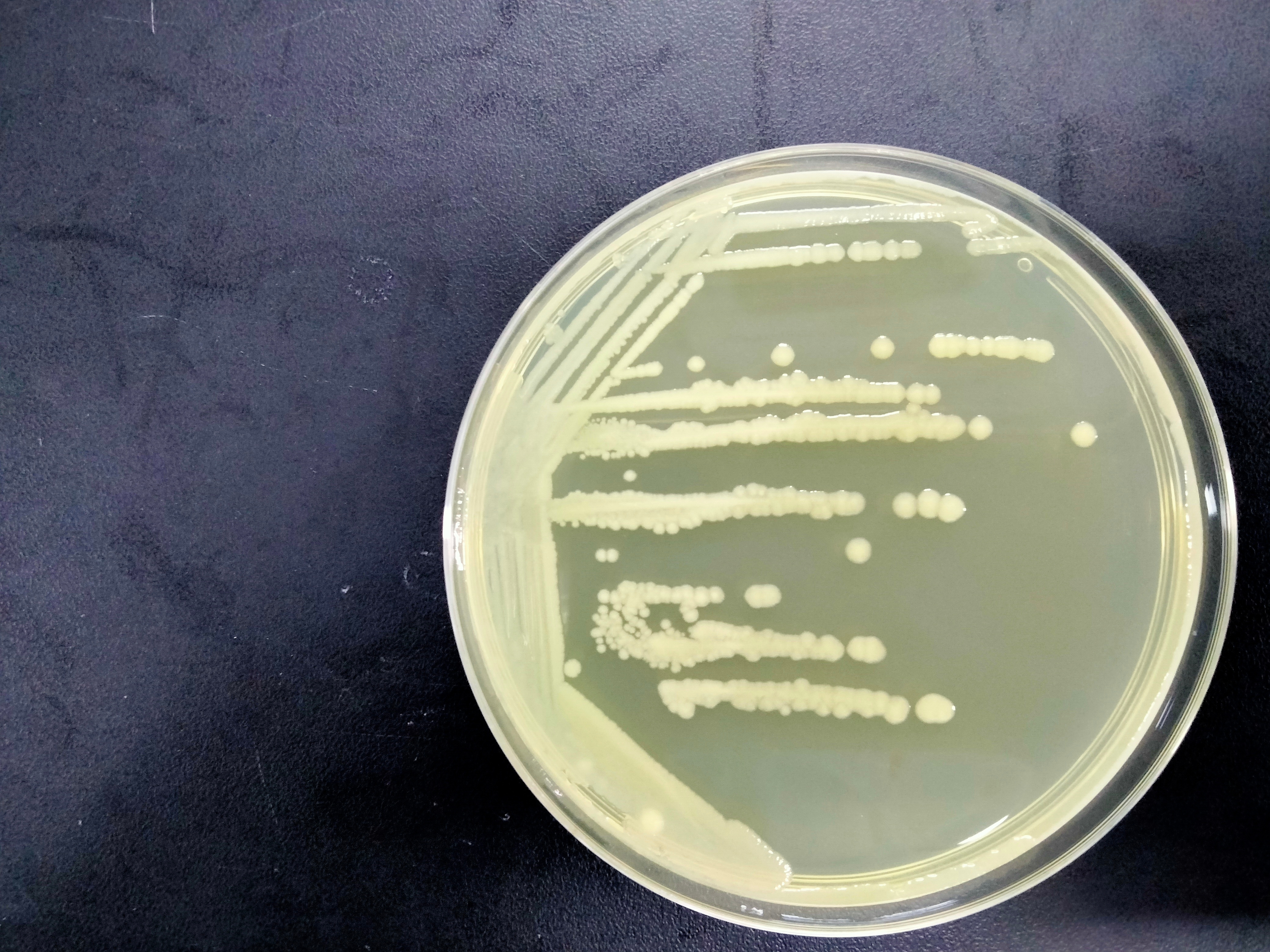 BL21 Star (DE3) pLysS Escherichia coli-BNCC