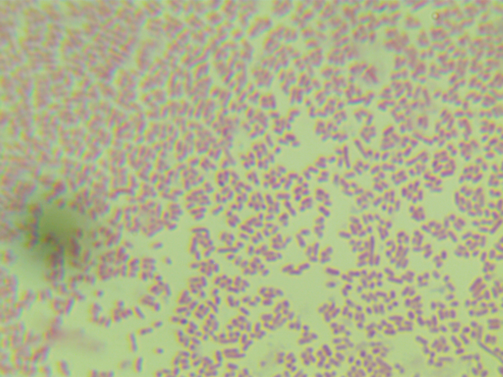 BL21 Star (DE3) pLysS Escherichia coli-BNCC