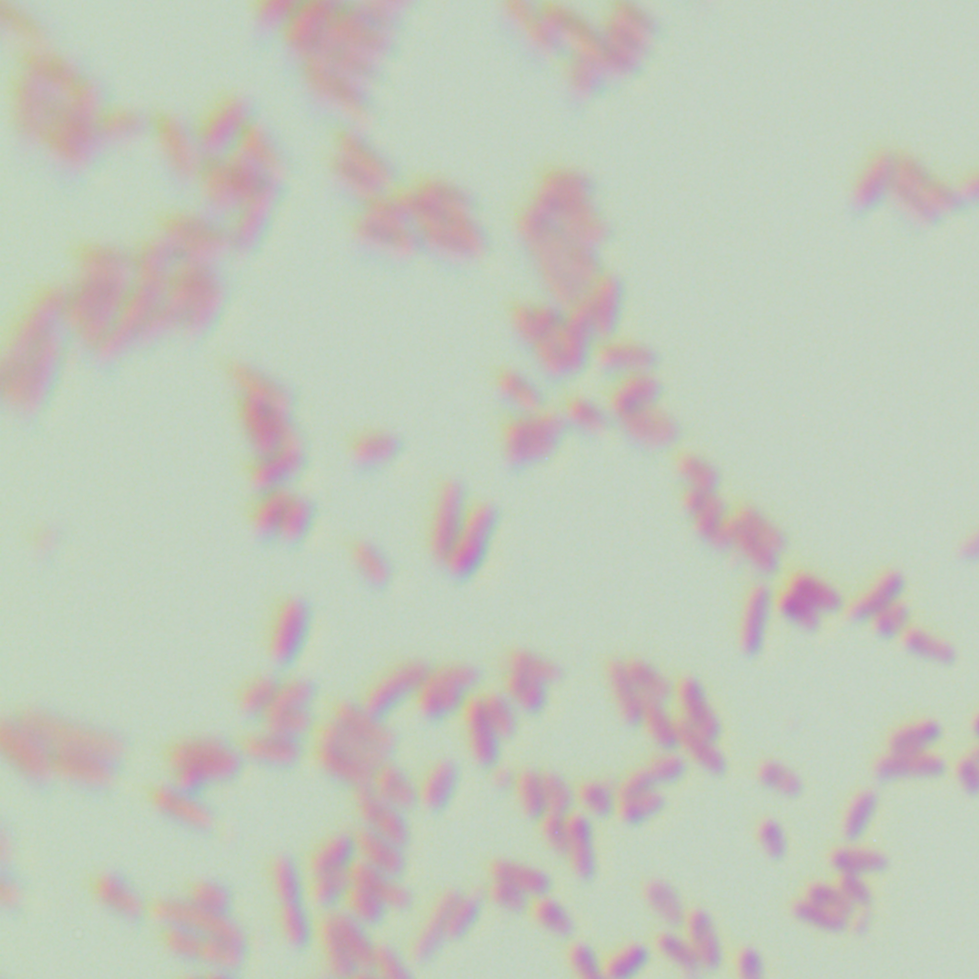 Escherichia coli C43 (DE3) pLysS-BNCC