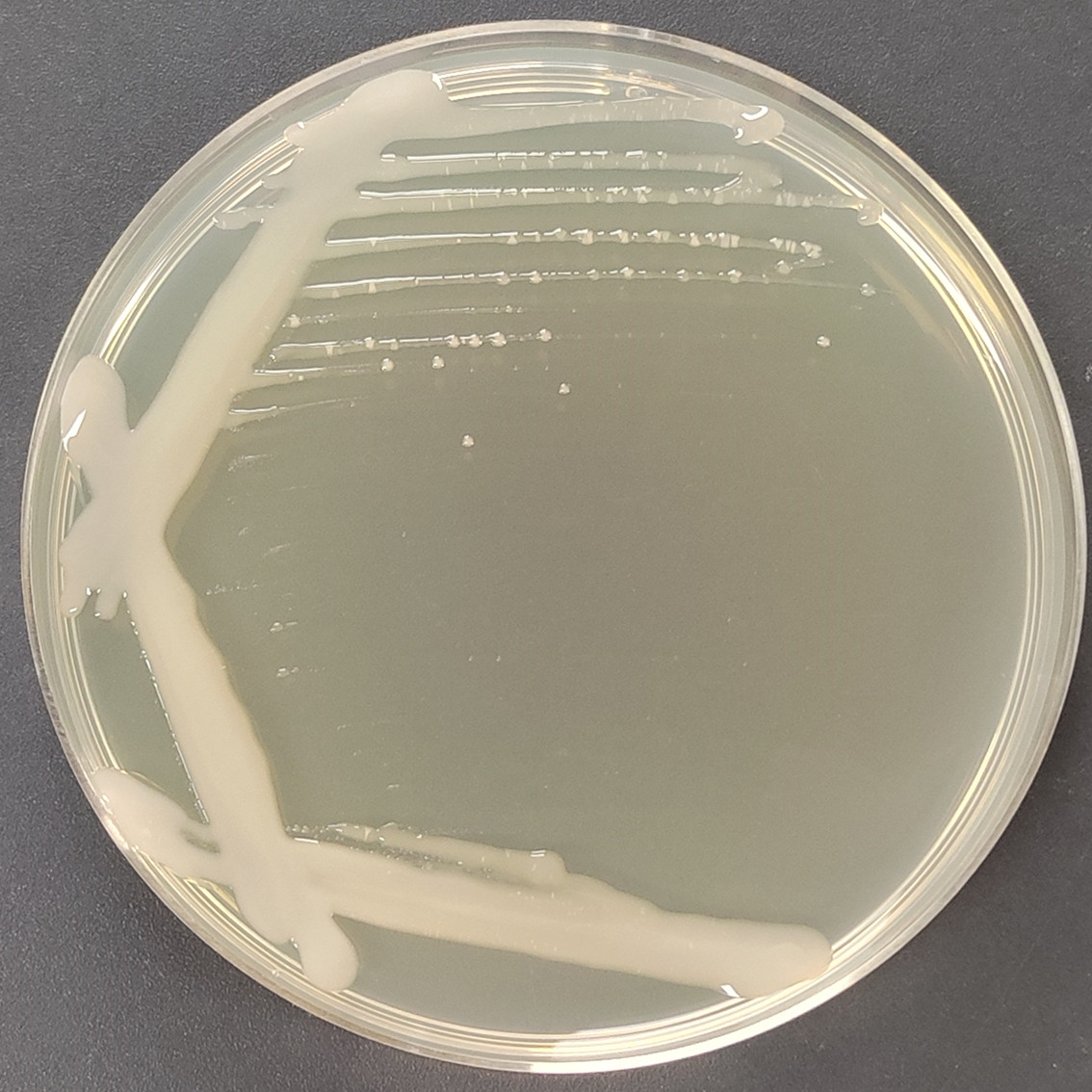 C58C1 Agrobacterium-BNCC