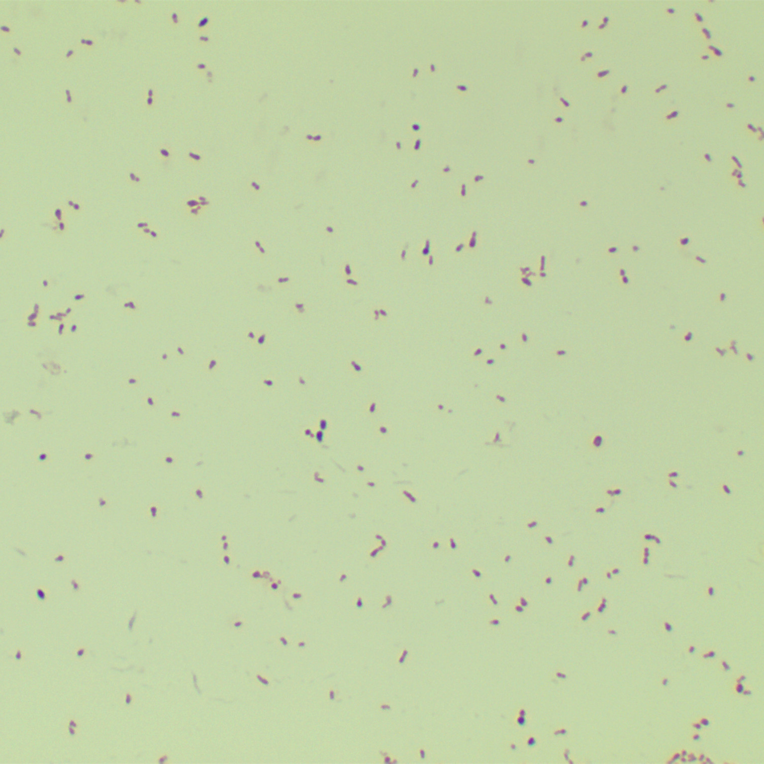 C58C1 Agrobacterium-BNCC