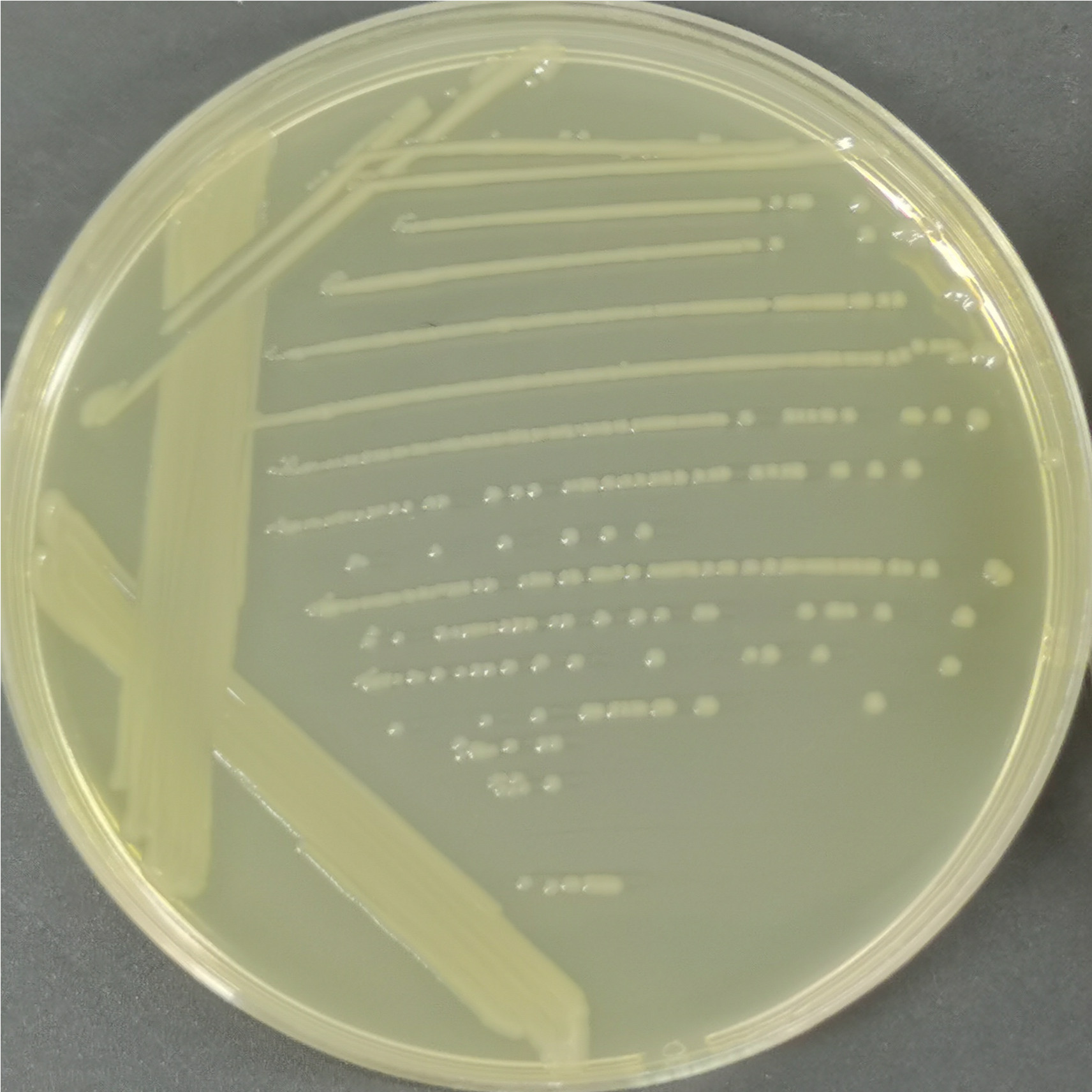 DH5 α λ pir Escherichia coli-BNCC