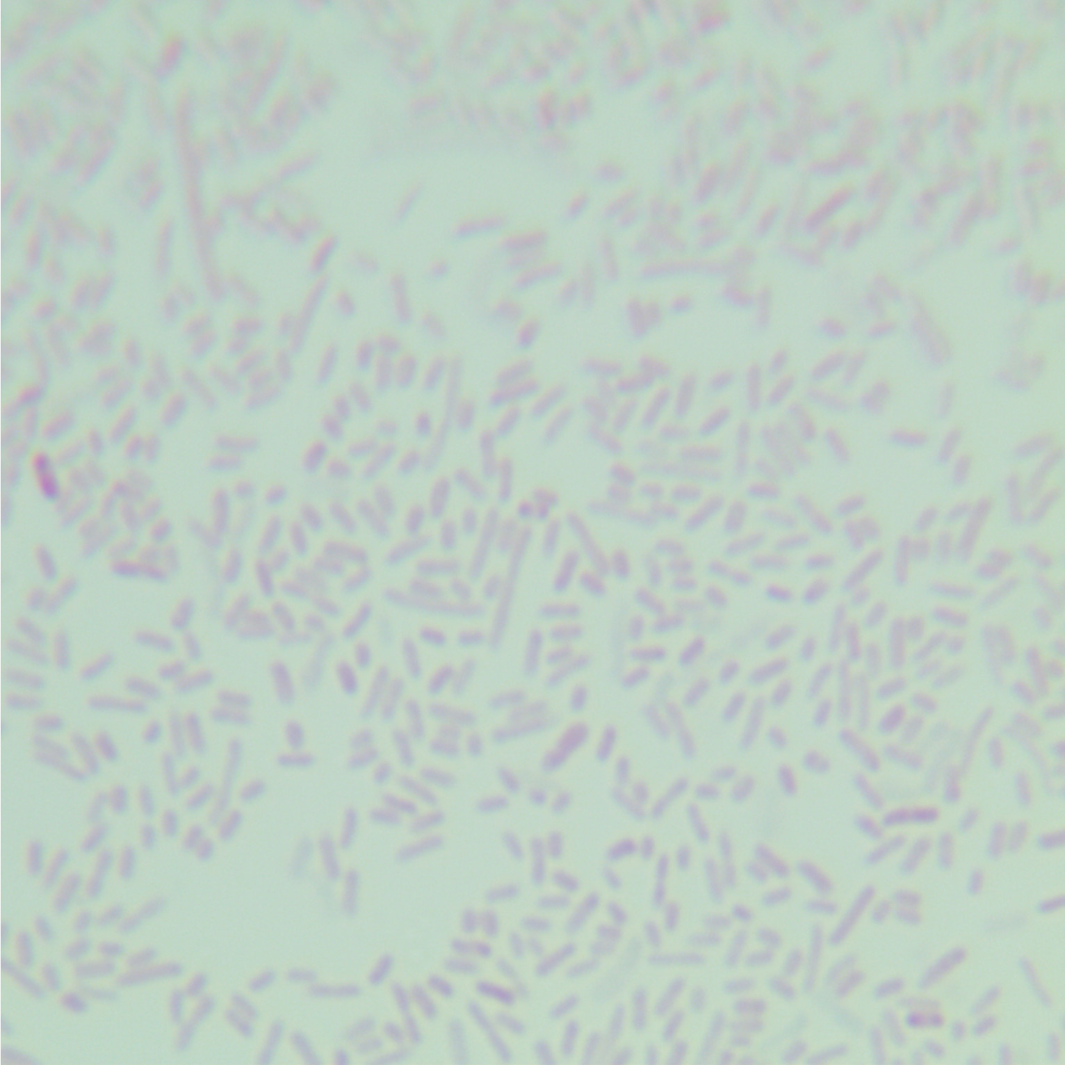 DH5 α λ pir Escherichia coli-BNCC
