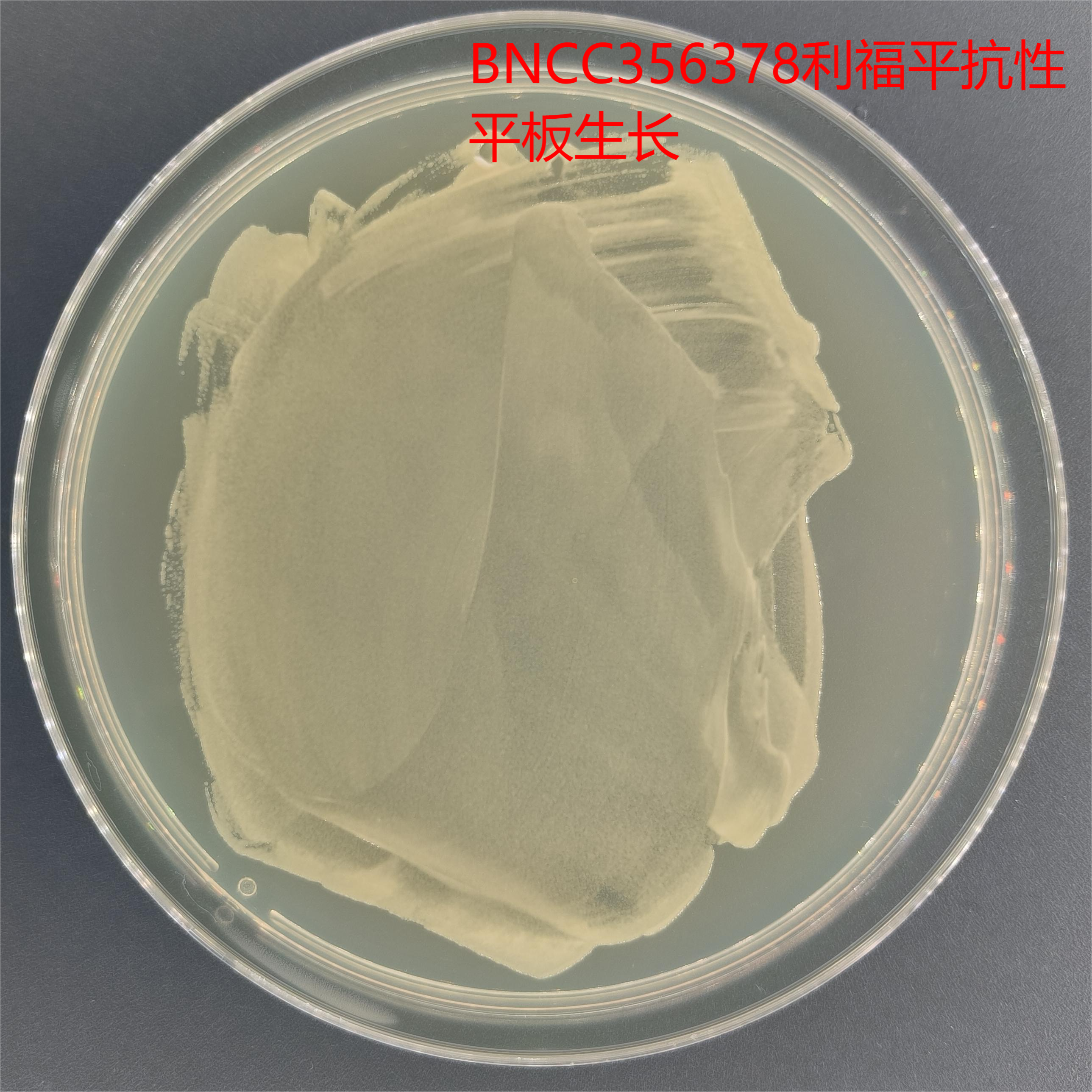 Agrobacterium EHA105-BNCC