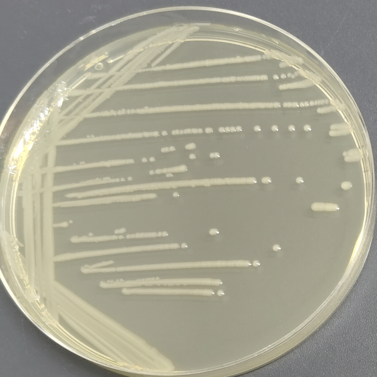 EHA101 Agrobacterium-BNCC