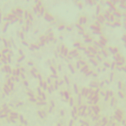 EHA101 Agrobacterium-BNCC