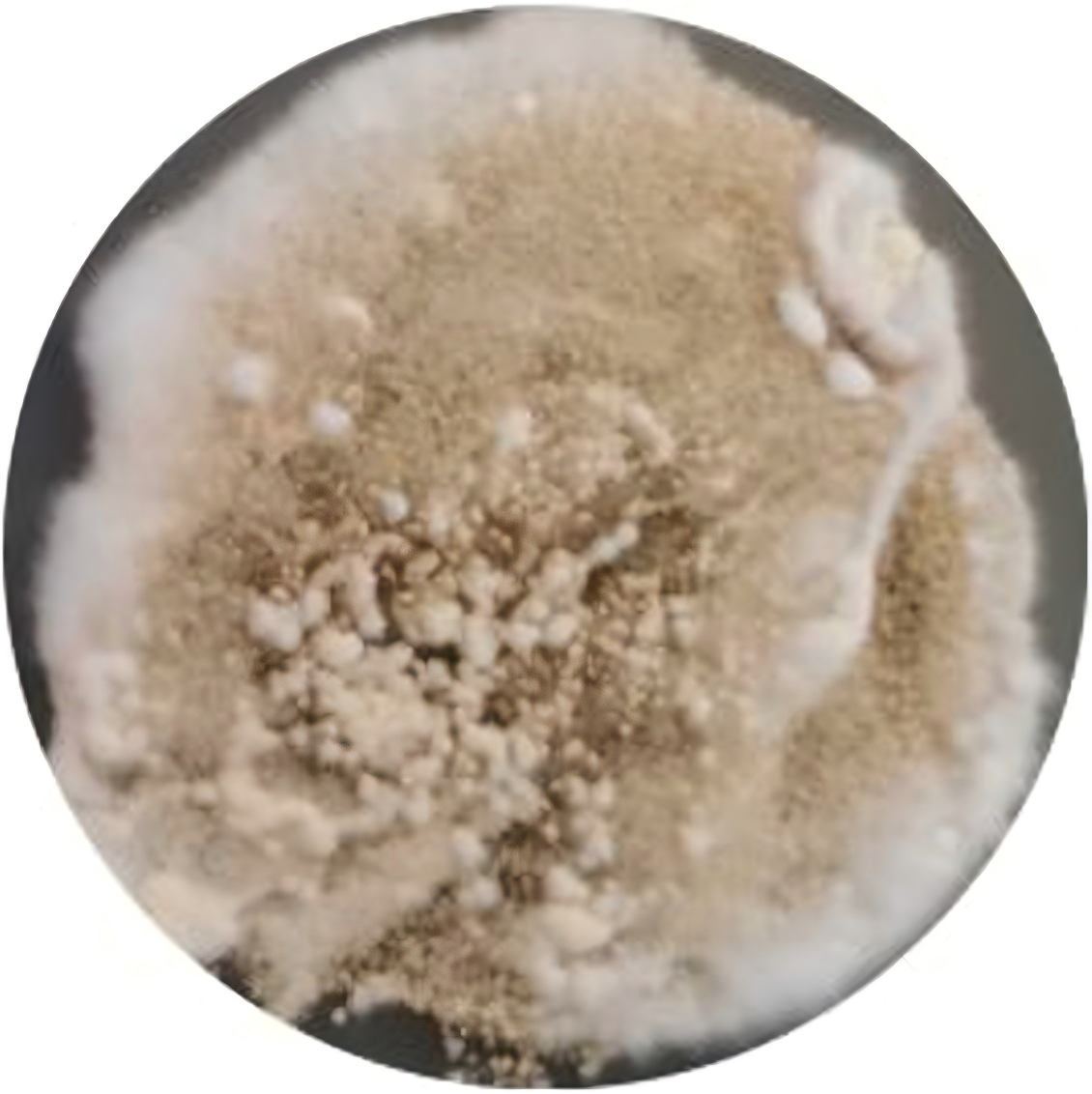 Cordyceps farinosa-BNCC
