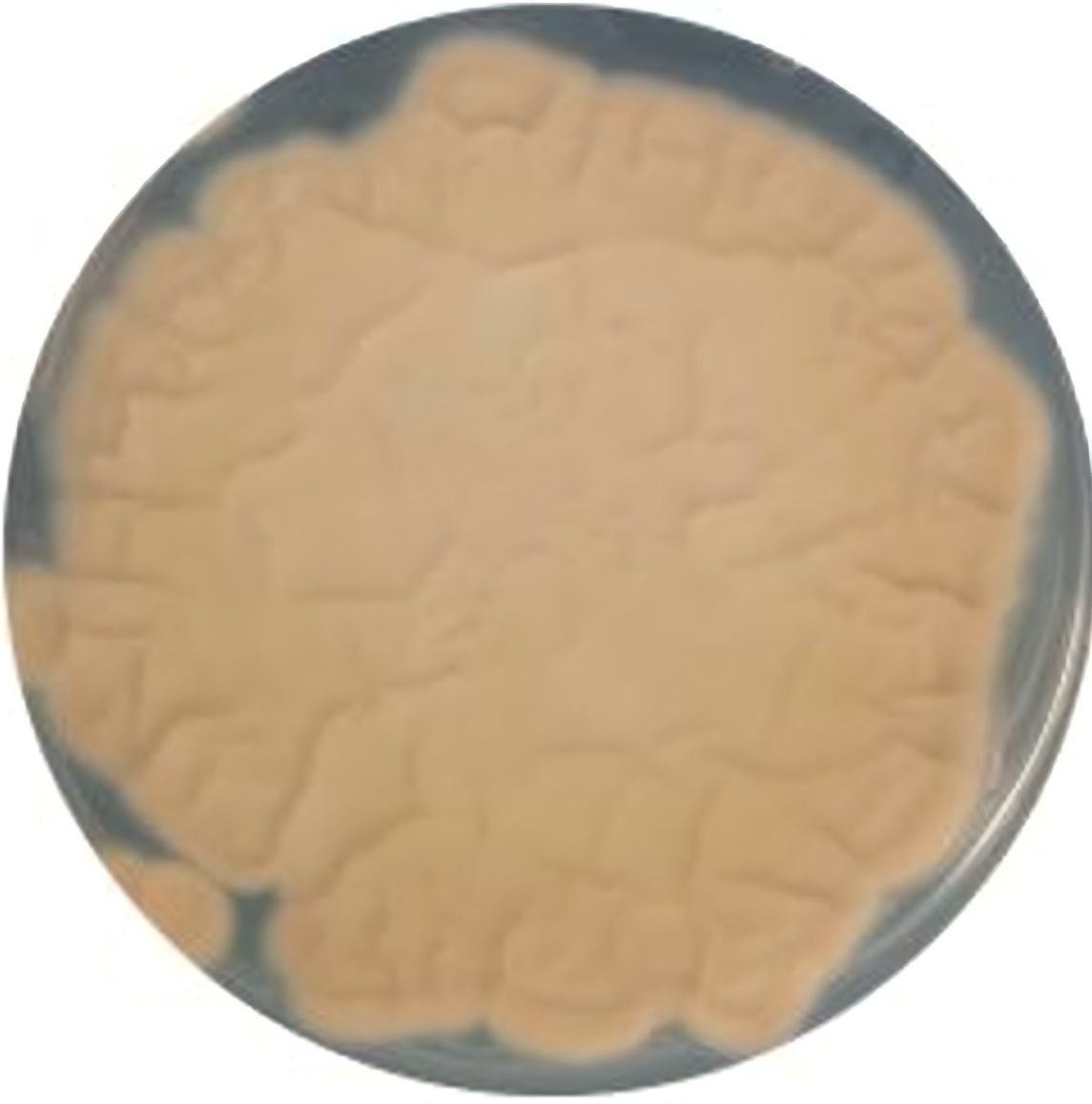 Leptobactrum-BNCC