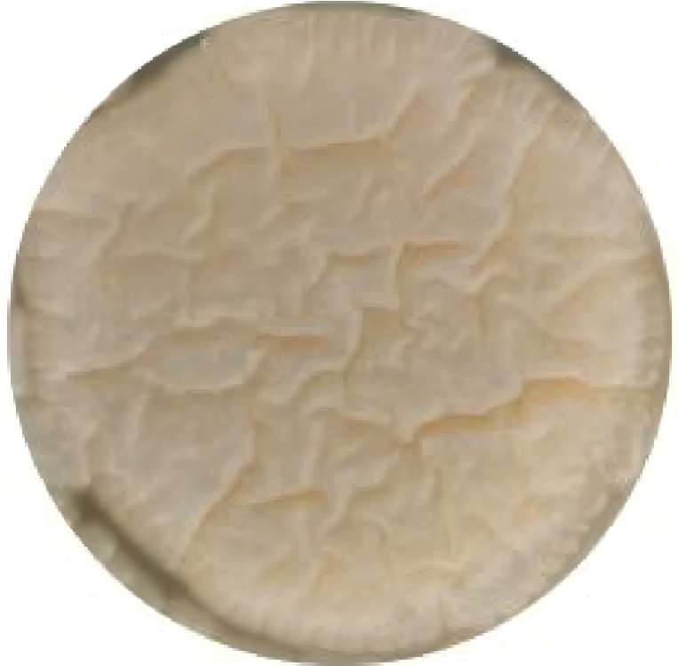 Beauveria bassiana-BNCC