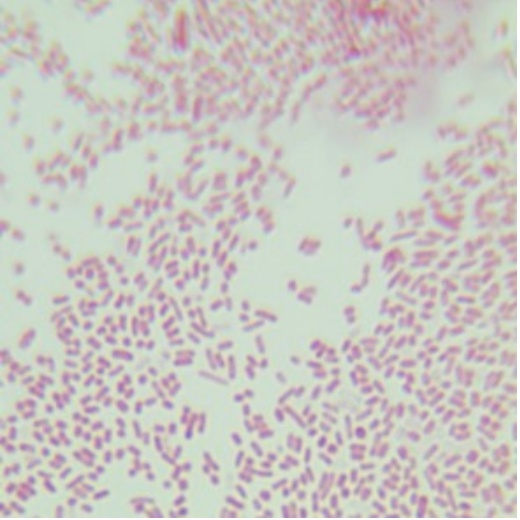 BW25113 Escherichia coli-BNCC