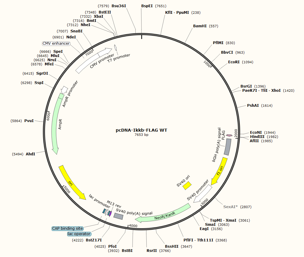 pcDNA-Ikkb-FLAG WT-BNCC