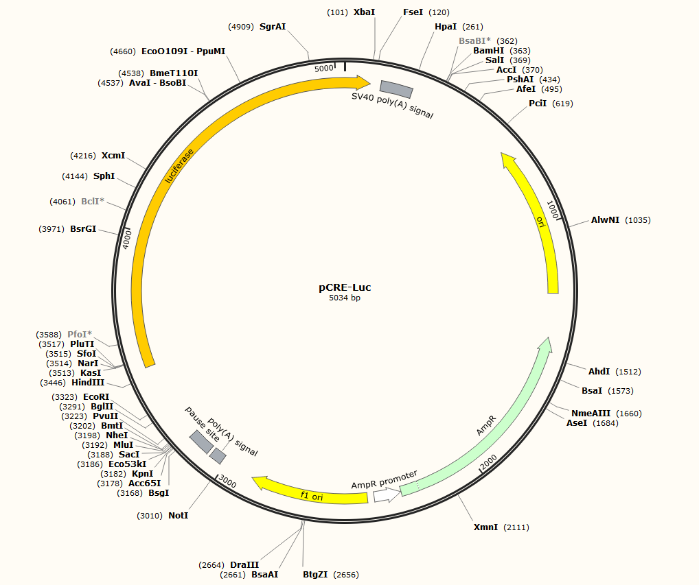 pCRE-Luc-BNCC