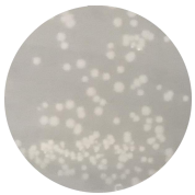DH5 α (containing pGADT7 Rec) Escherichia coli-BNCC
