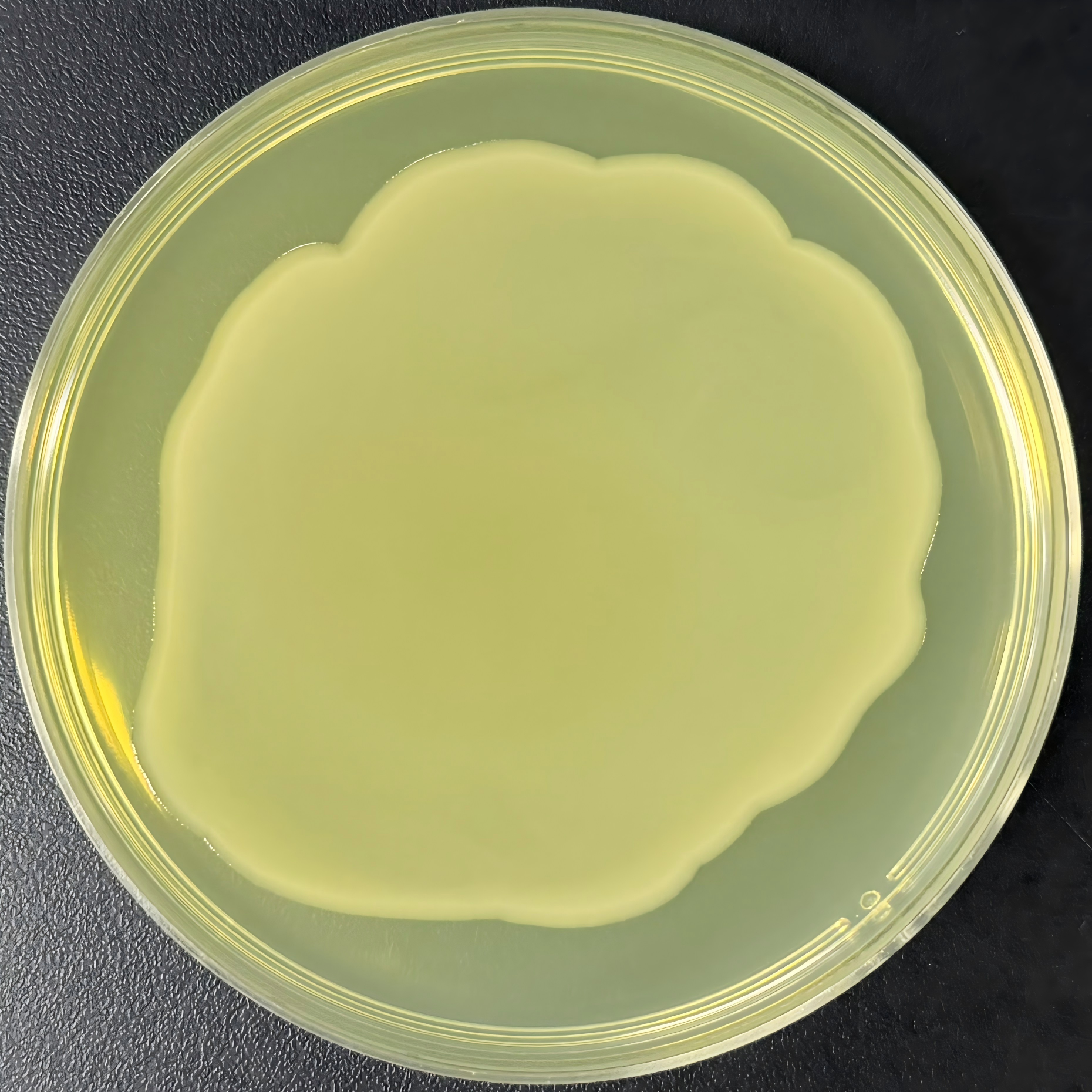 DH5 α (containing pTrc99a plasmid) Escherichia coli-BNCC
