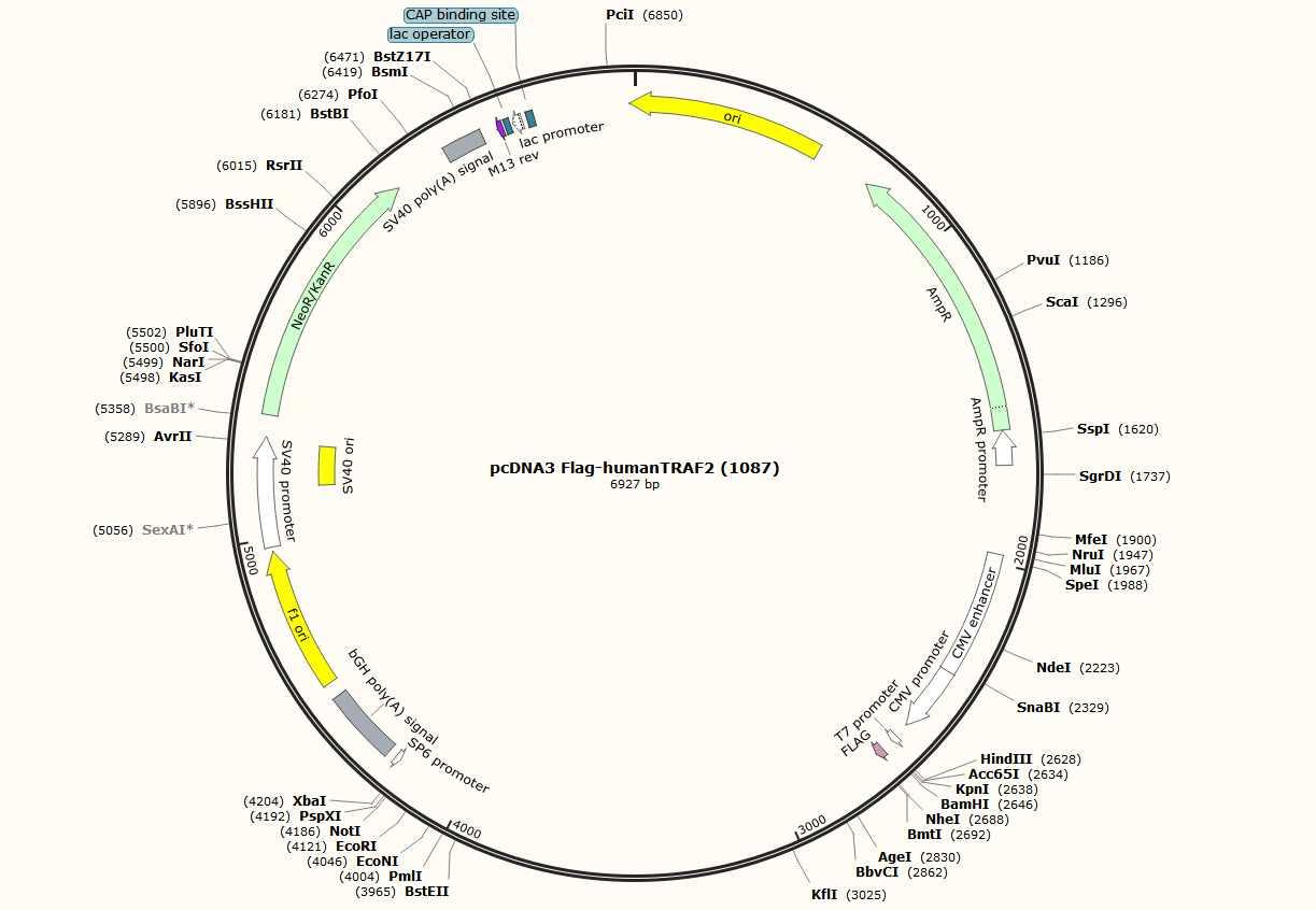 pcDNA3 Flag-humanTRAF2 (1087)-BNCC