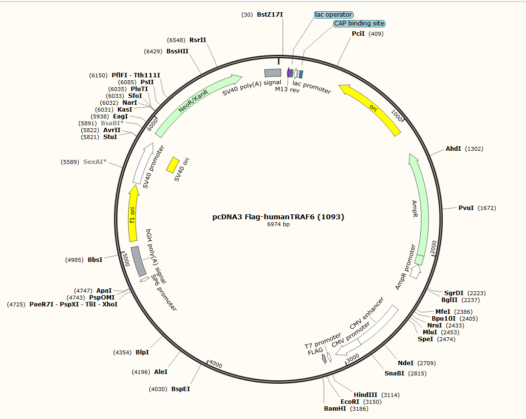 pcDNA3 Flag-humanTRAF6 (1093)-BNCC