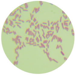 Escherichia coli-BNCC