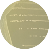 Streptococcus agalactiae-BNCC