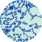 Streptococcus agalactiae-BNCC