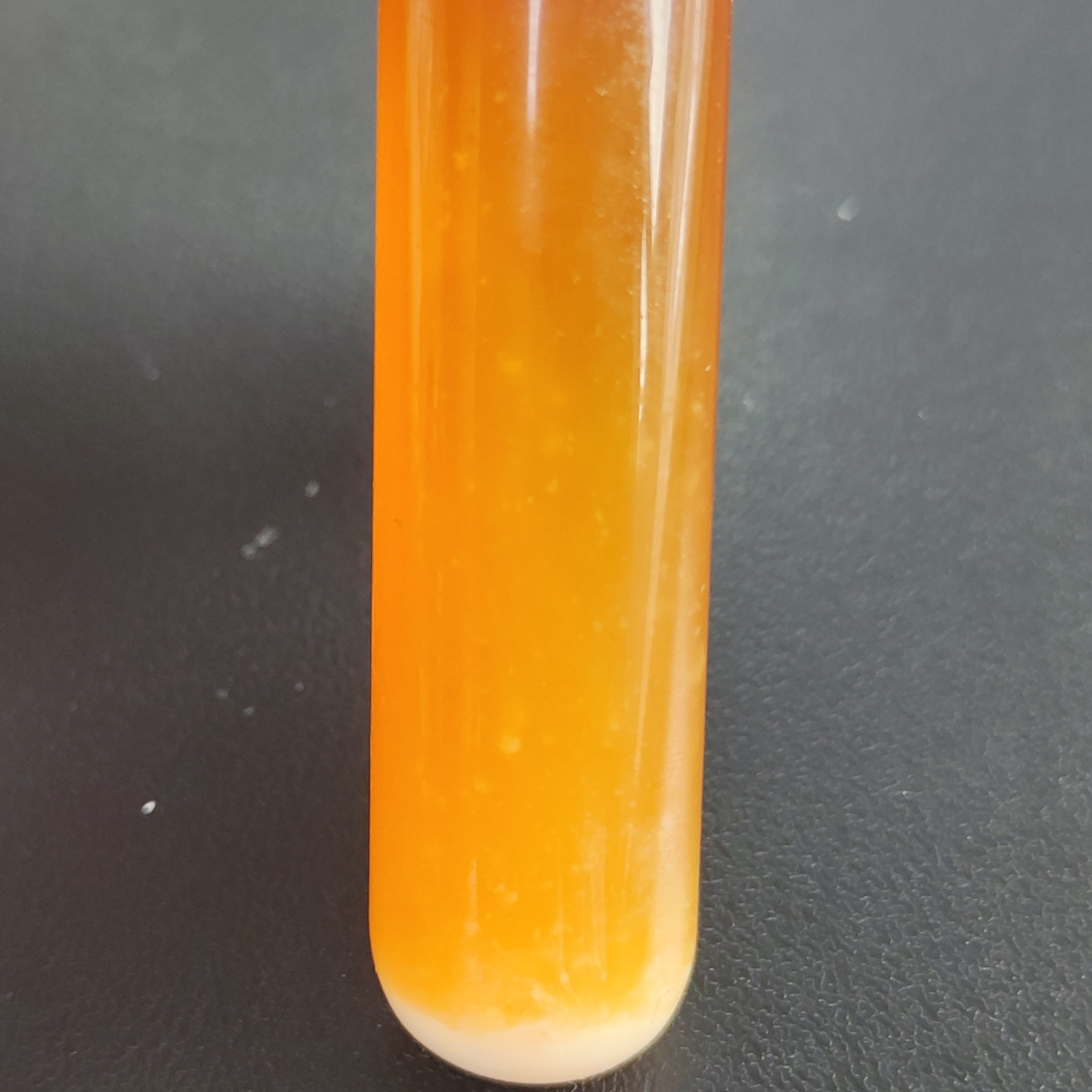 Lactobacillus plantarum-BNCC