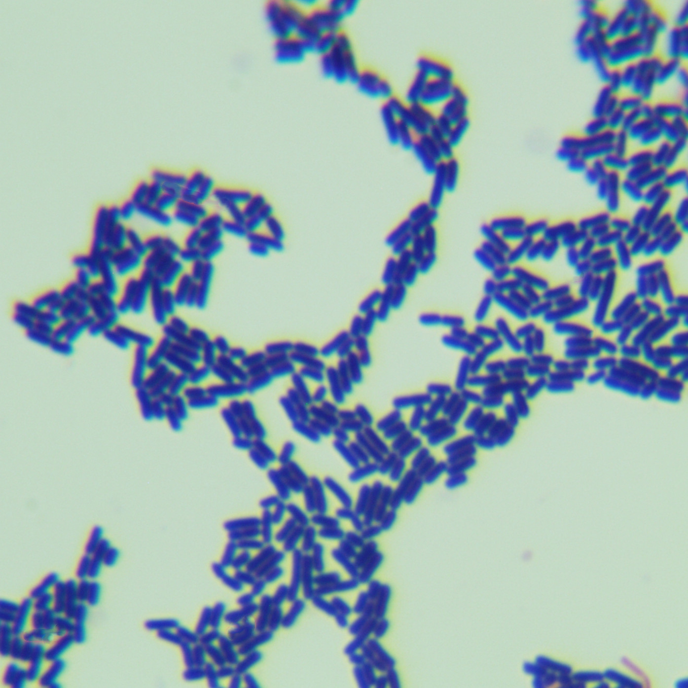 Lactobacillus plantarum-BNCC