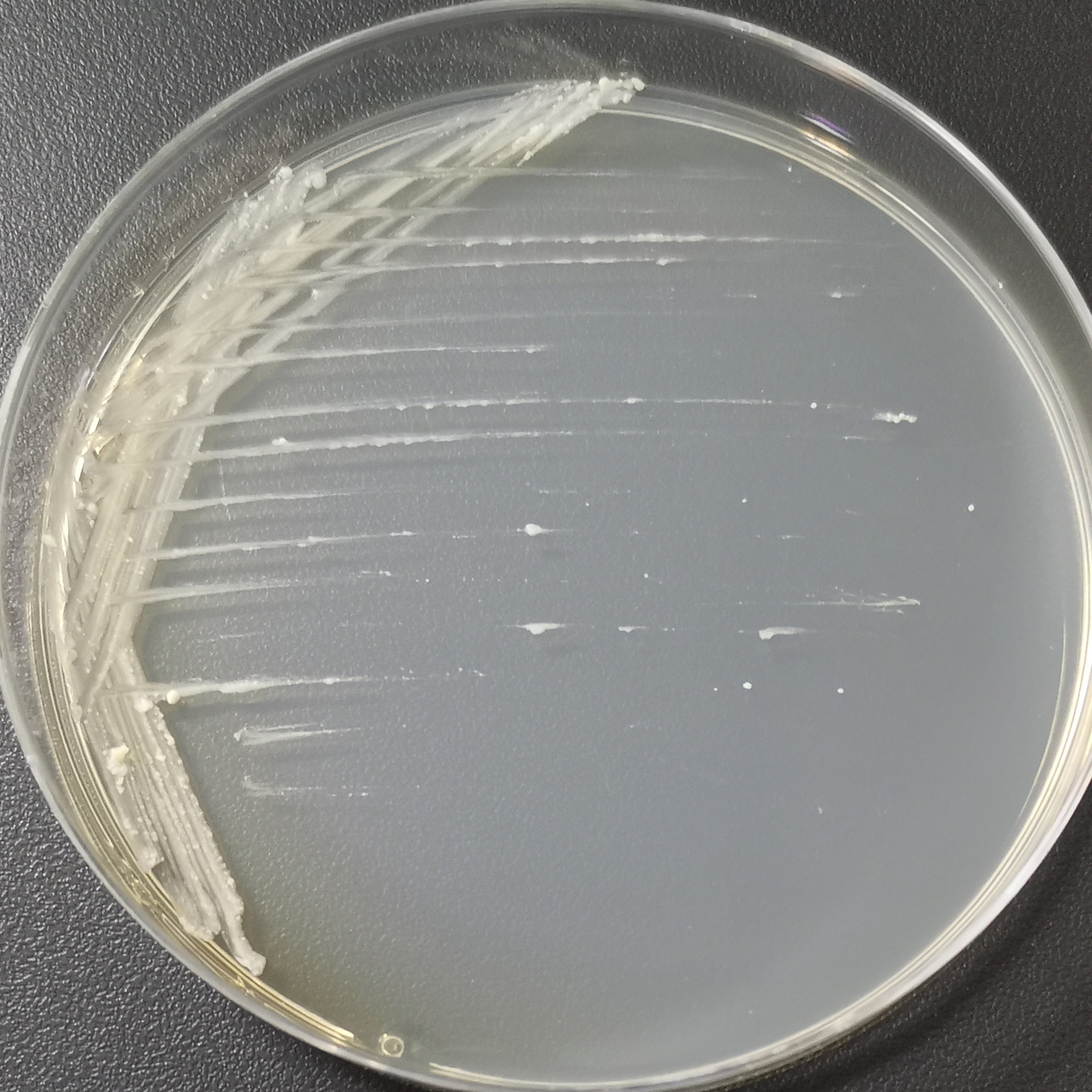Heidelberg mycobacteria-BNCC