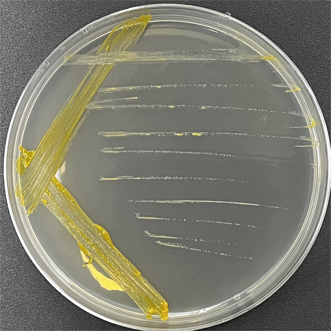 Nebraska mycobacteria-BNCC