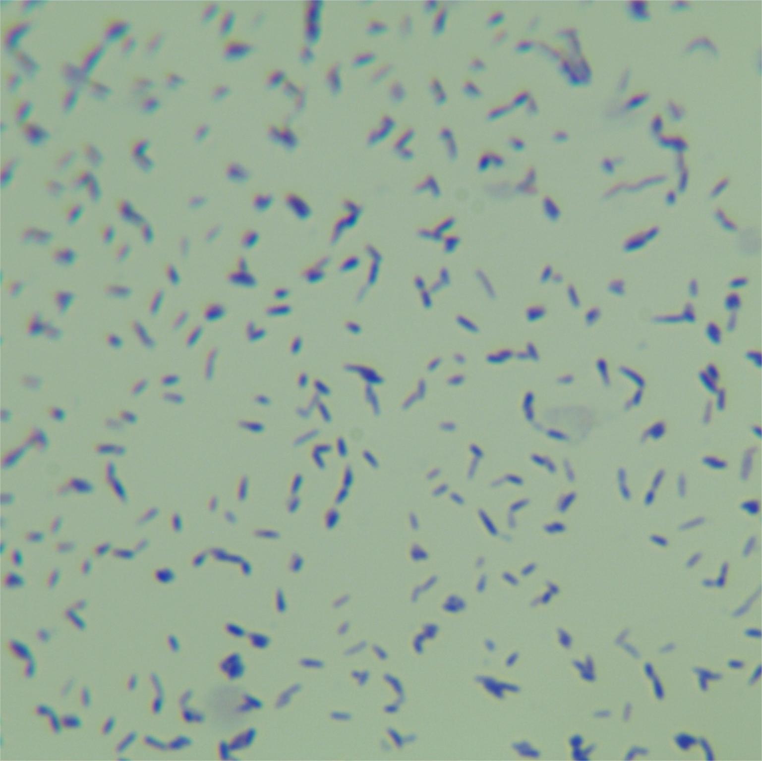 Nebraska mycobacteria-BNCC