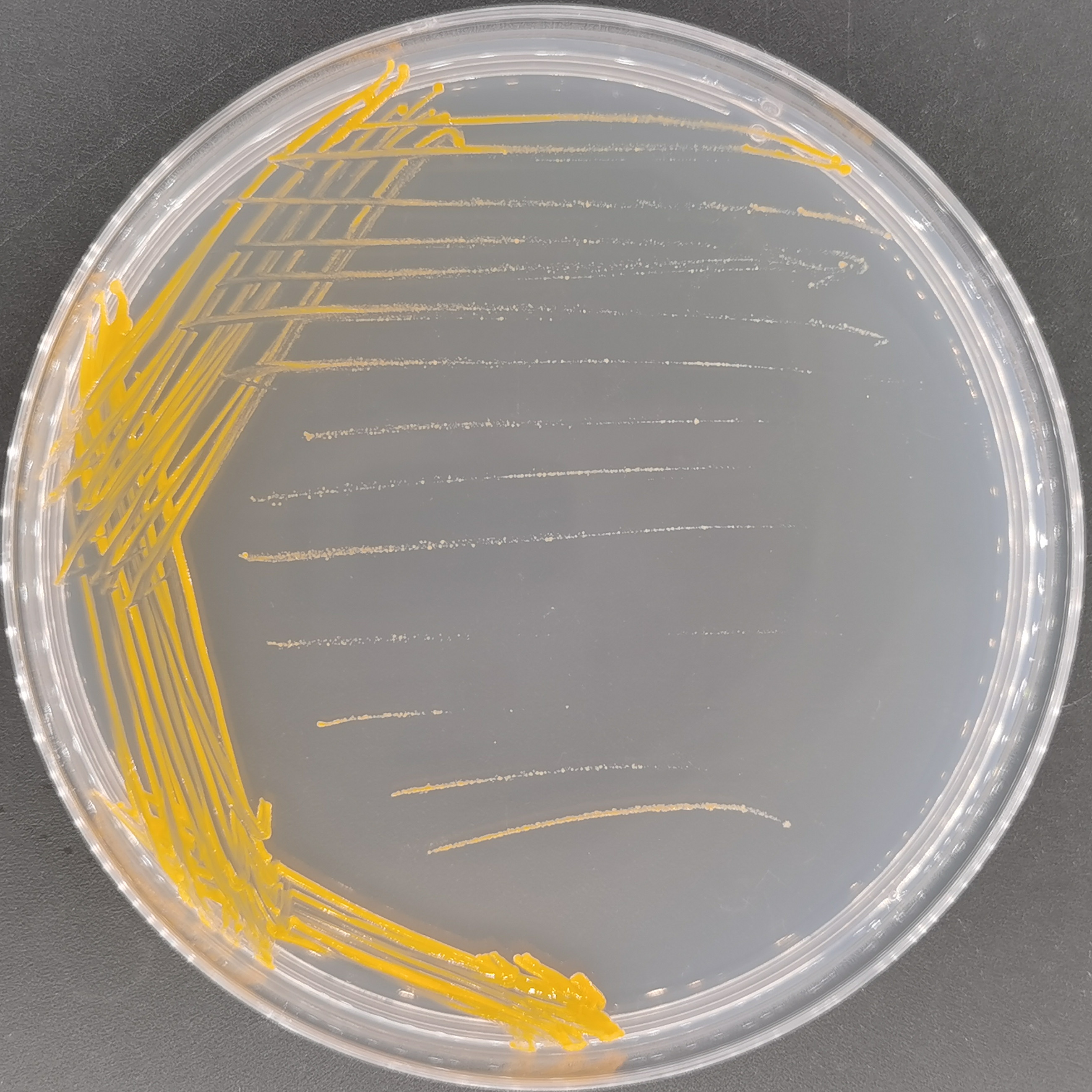 Kubica mycobacteria-BNCC