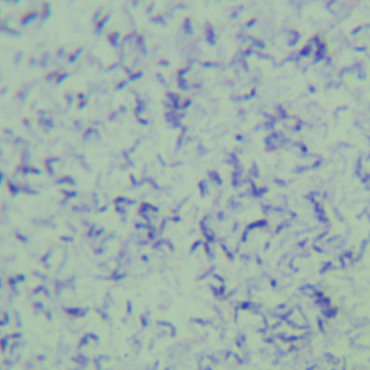 Kubica mycobacteria-BNCC
