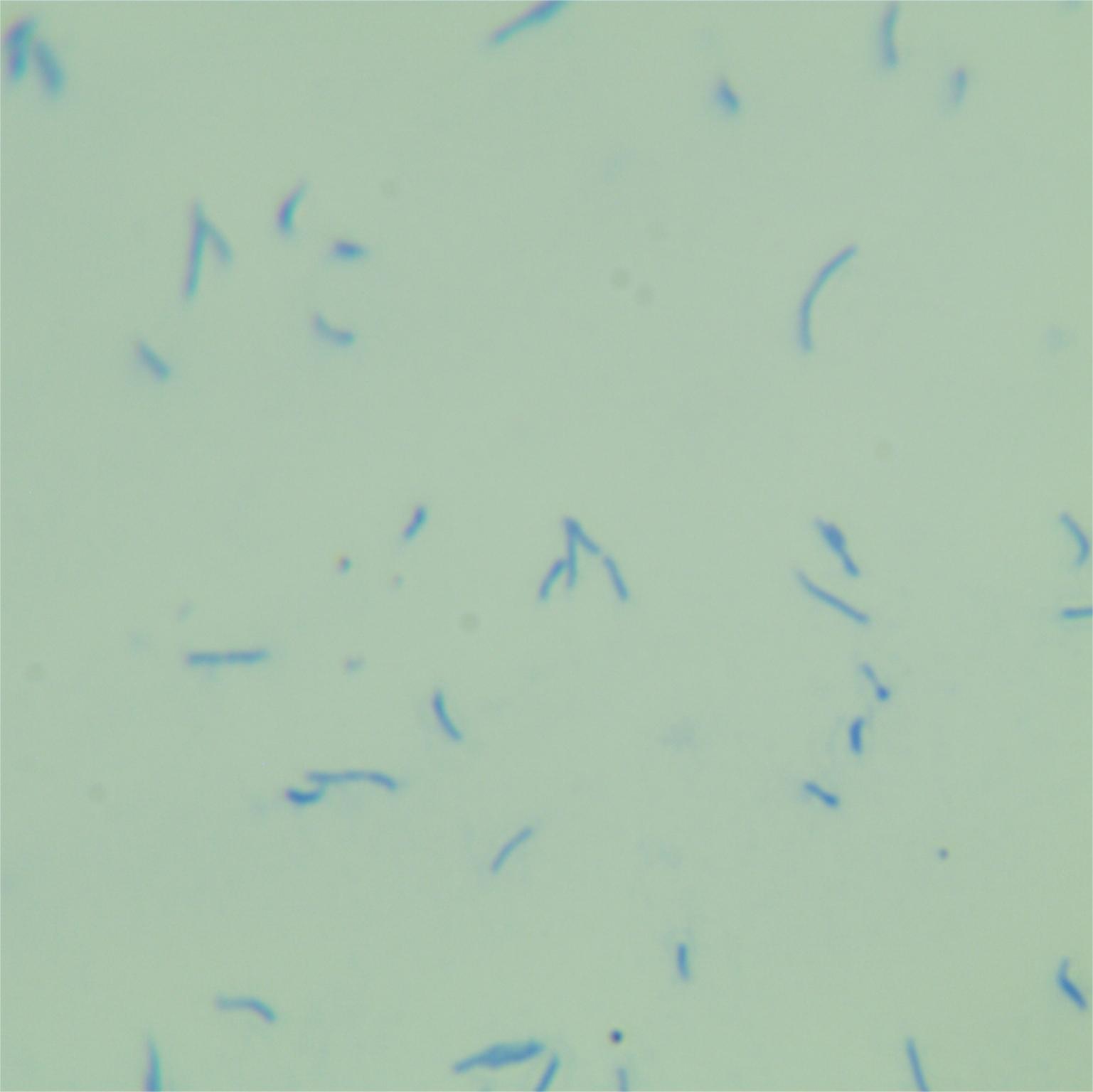 New Orleans mycobacteria-BNCC
