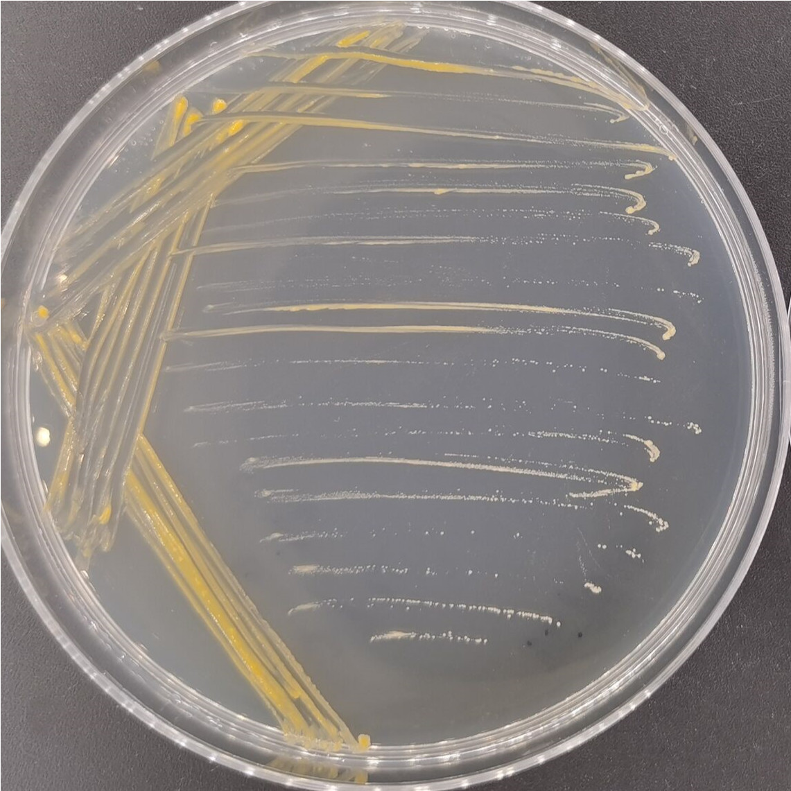 Marsh mycobacteria-BNCC
