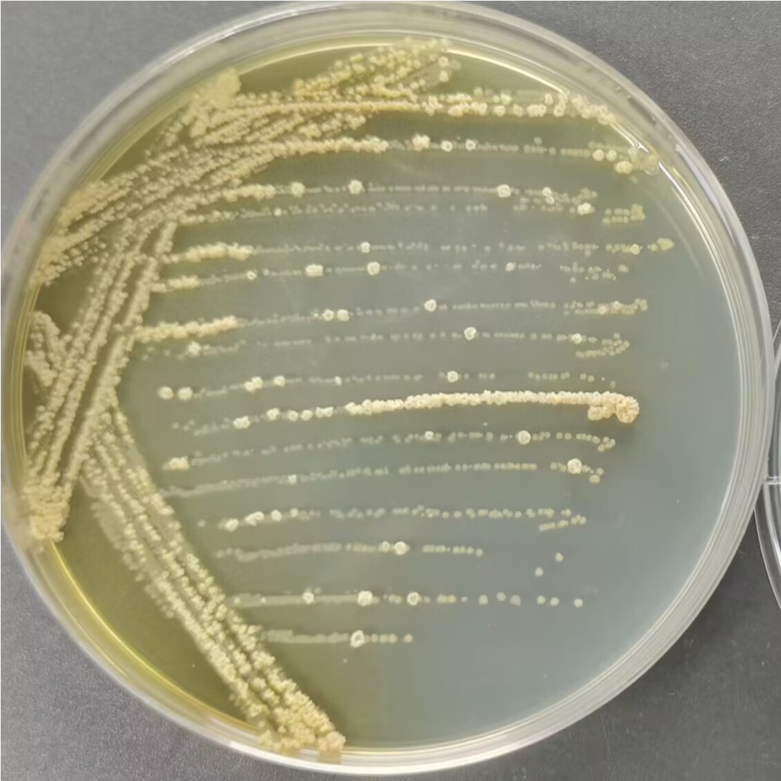 Sugar silk bacteria-BNCC