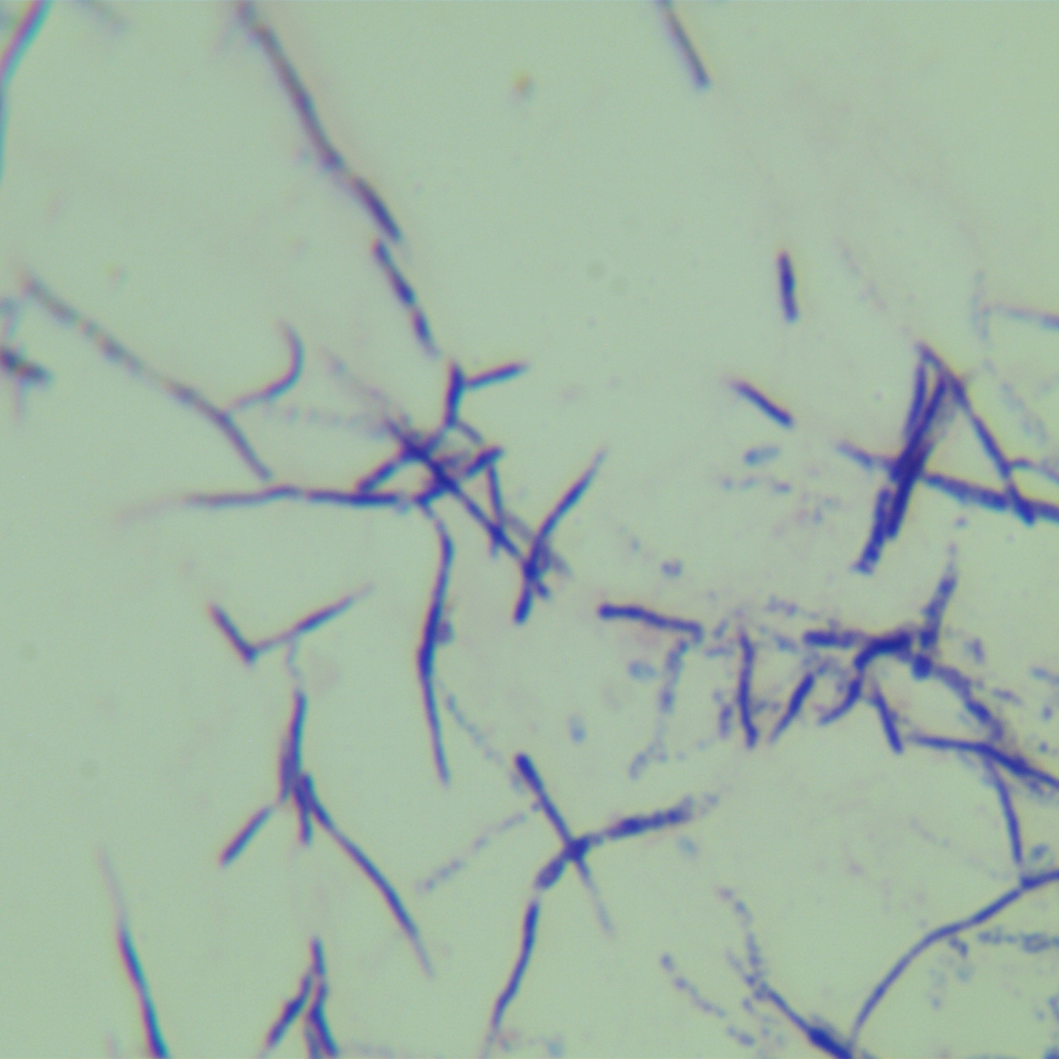 Sugar silk bacteria-BNCC
