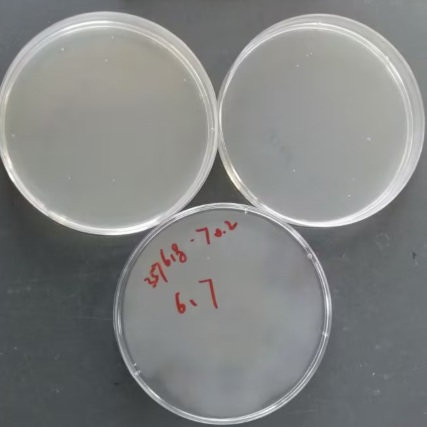 Blood mycobacteria-BNCC