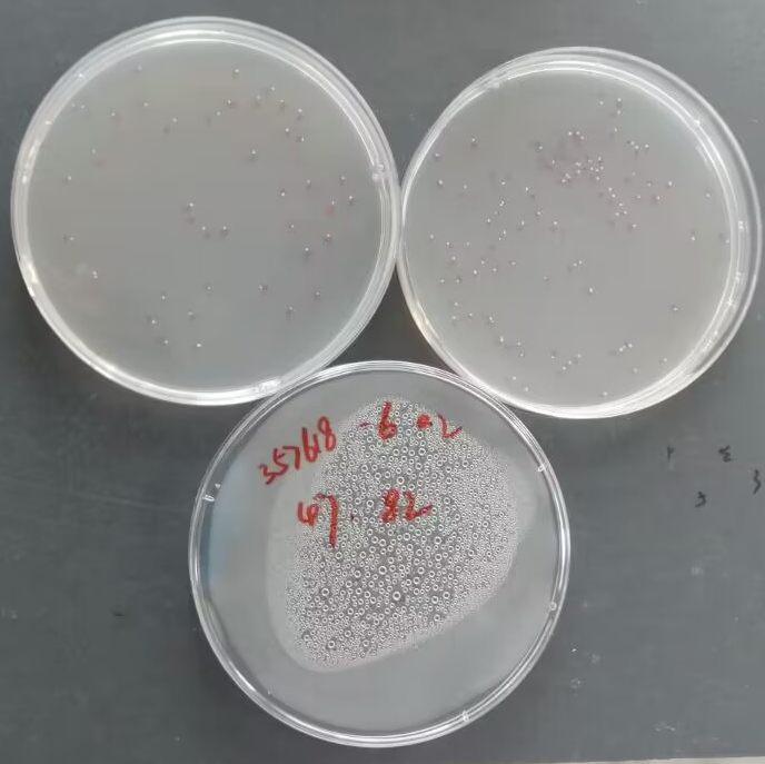 Blood mycobacteria-BNCC