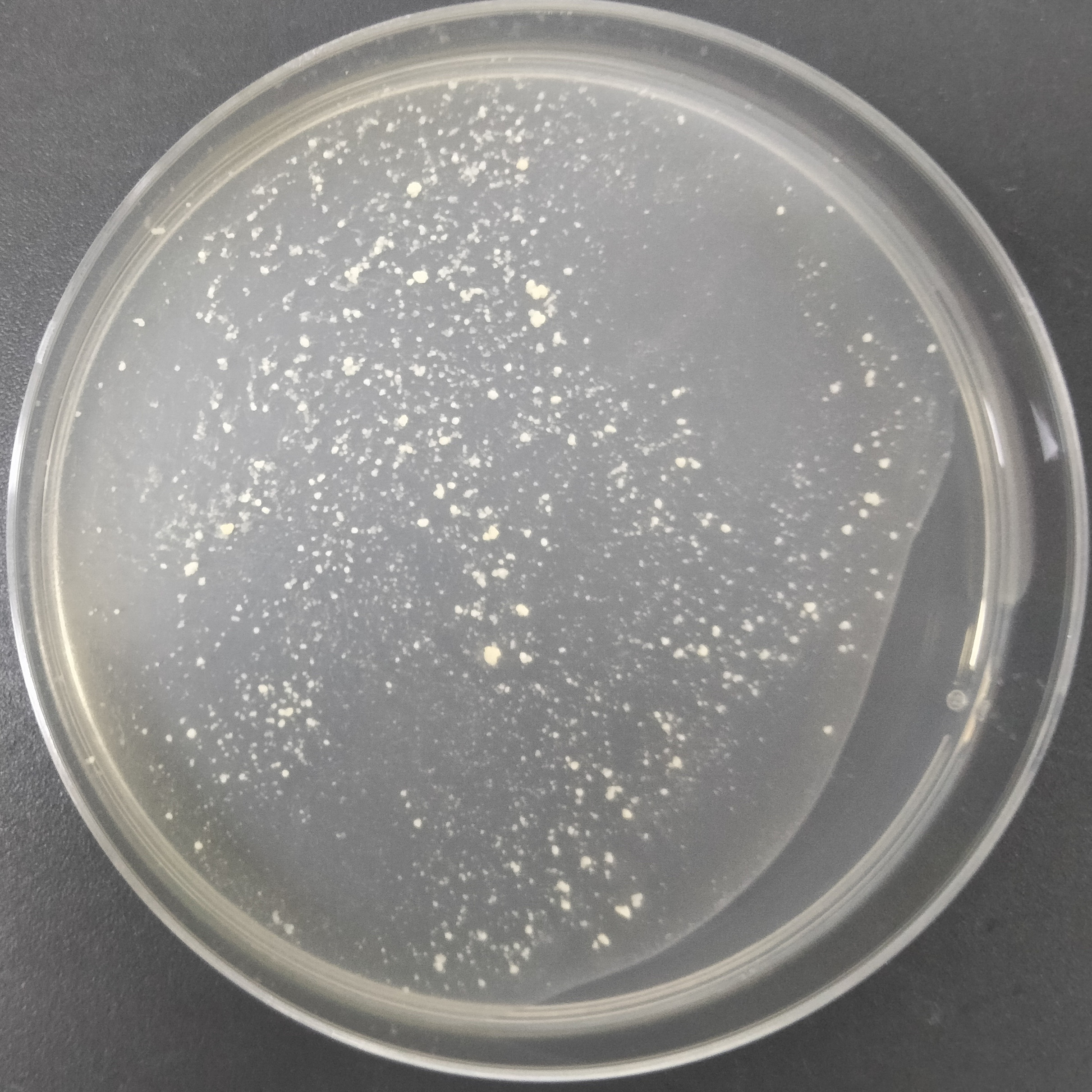 Bacillus subtilis-BNCC