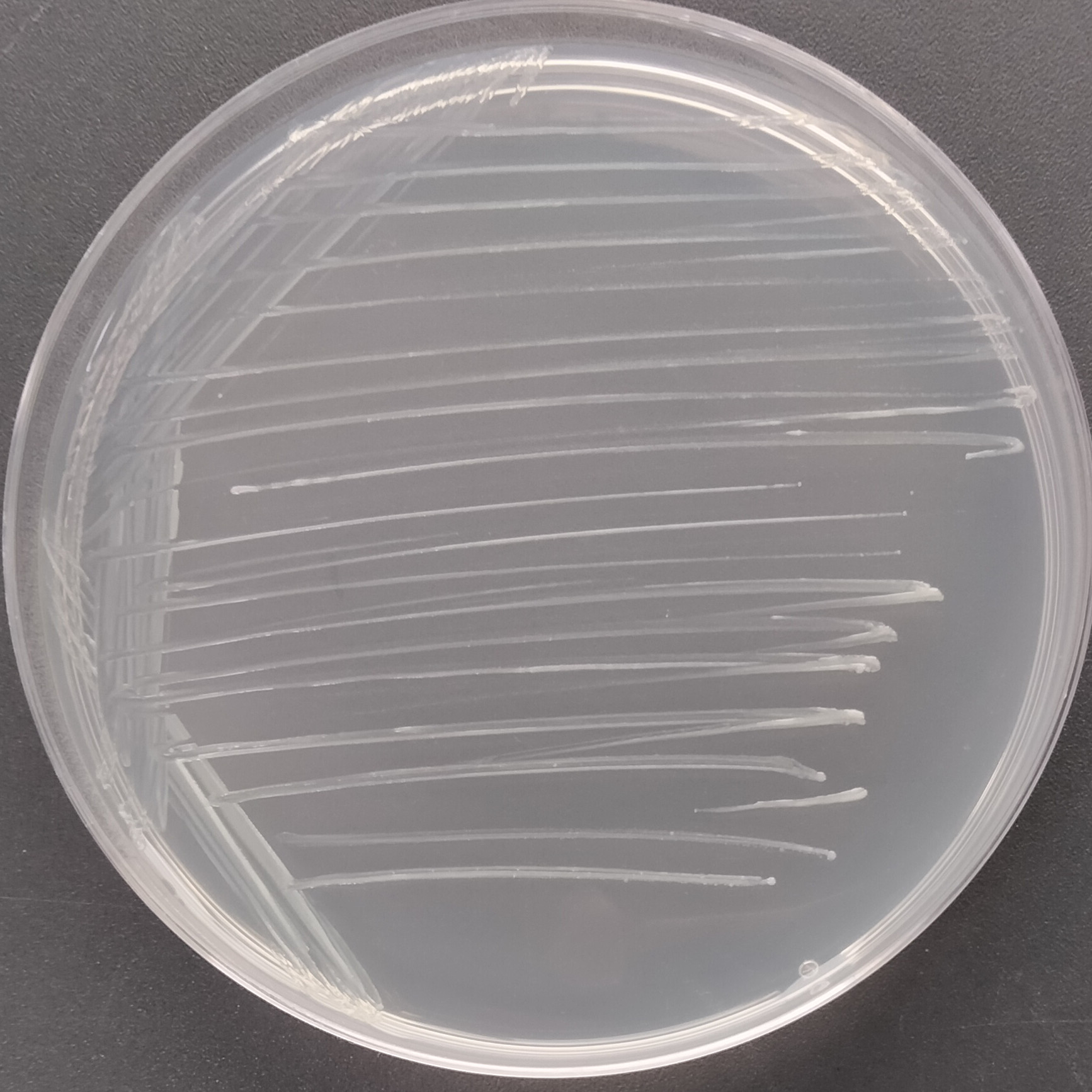 Triple mycobacteria-BNCC