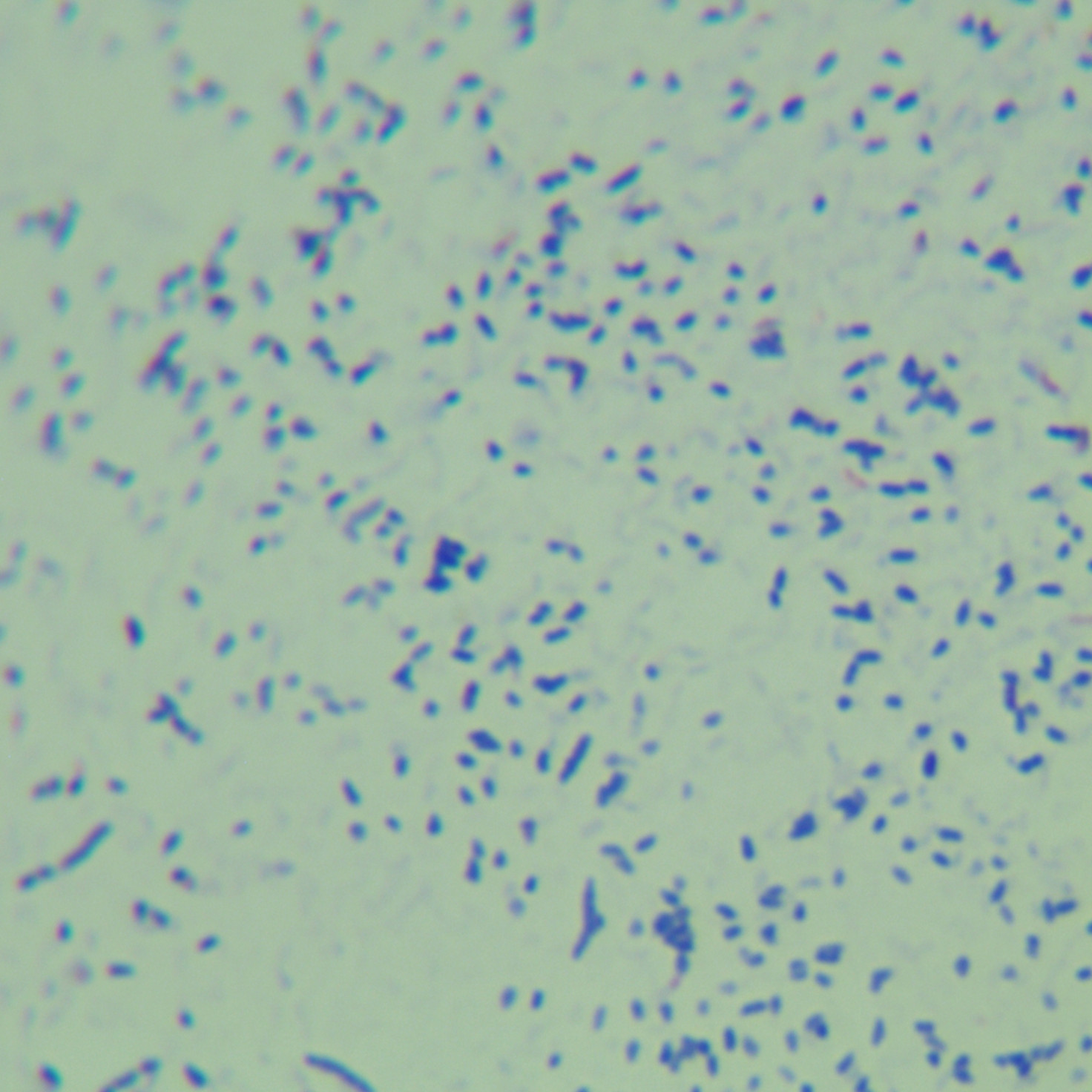 Triple mycobacteria-BNCC