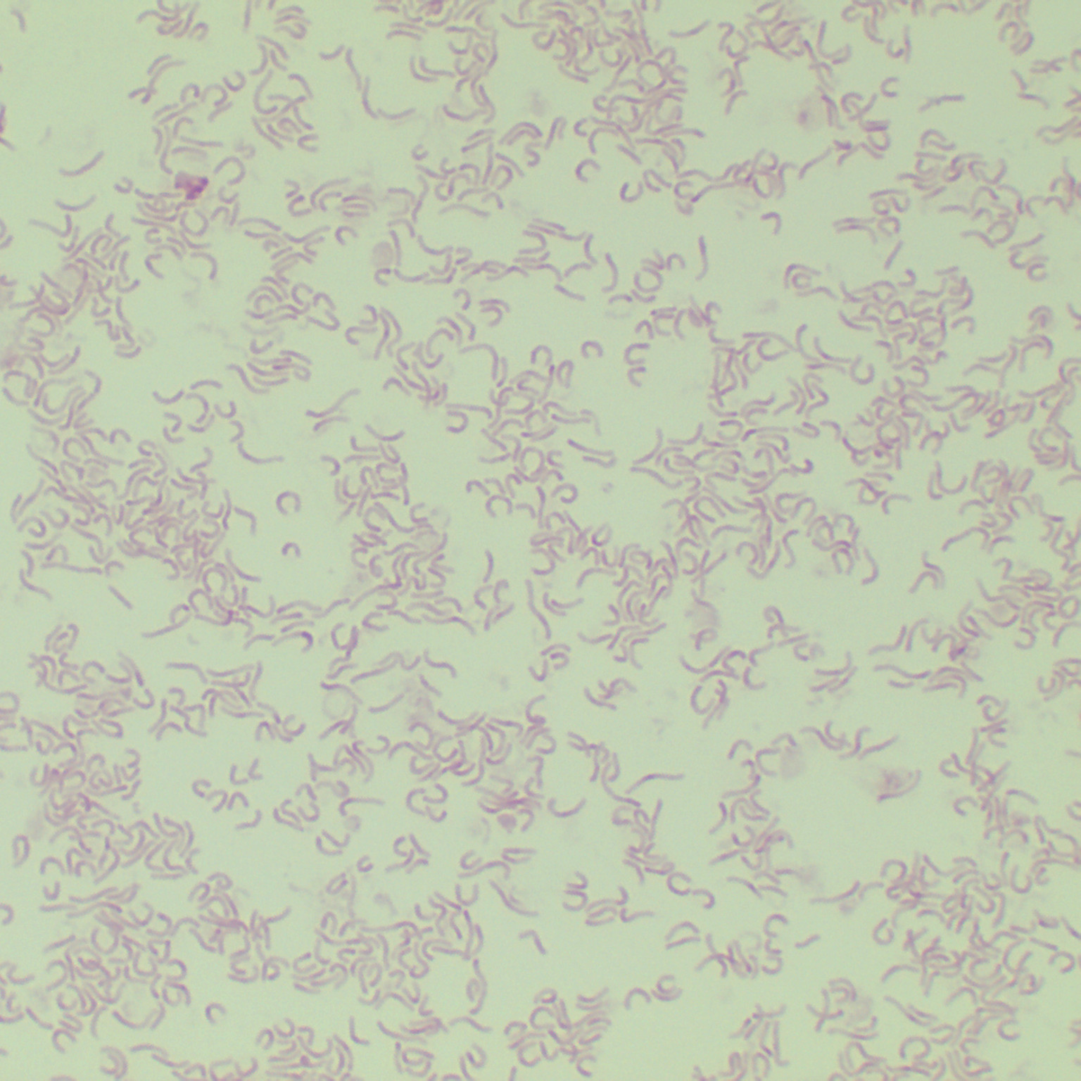 Helicobacter pylori-BNCC